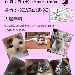 猫の譲渡会