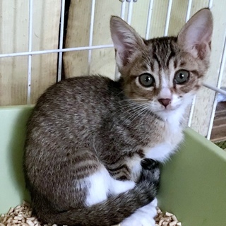 お目目ぱっちり美少女　スーちゃん