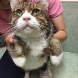 穏やかな性格　 他で良縁