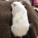 カラーハムスターロン毛白色ちゃん