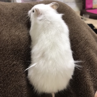 カラーハムスターロン毛白色ちゃん