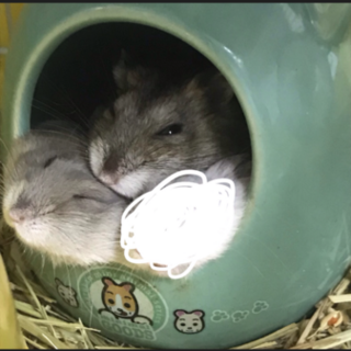 家族住まいの2匹ジャンガリアンとブルーサファイア