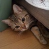 ちかドラ