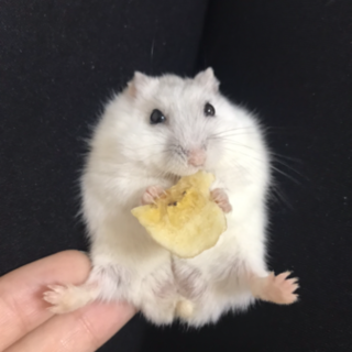 生後9ヶ月の1匹＆半年1匹