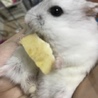 ハムスター生後1年が2匹 サムネイル2