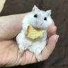 ハムスター生後1年が2匹 サムネイル3