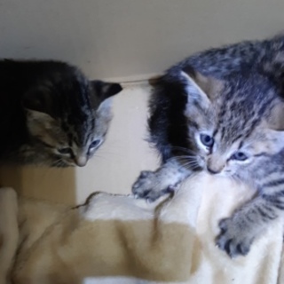 保護子ねこ里親募集