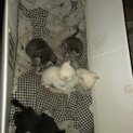 産まれたばかりの子猫です。