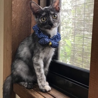 穏やか～人や猫慣れ抜群❗小梅ちゃん