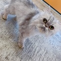 ペルシャのルビーちゃん