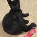 美猫な黒猫ちゃん♀２ヶ月女の子