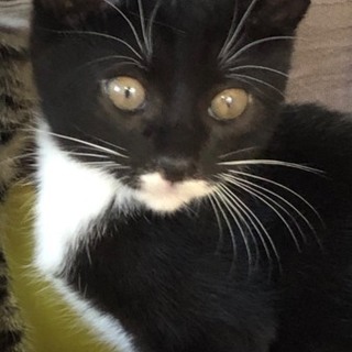 可愛い白黒　木の実くん（このみ）