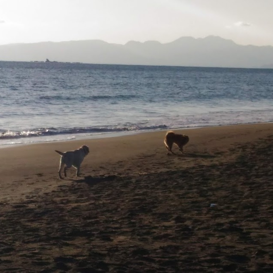 ルーニーのカバー写真