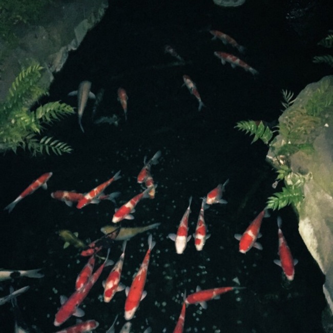 パトリニアのカバー写真