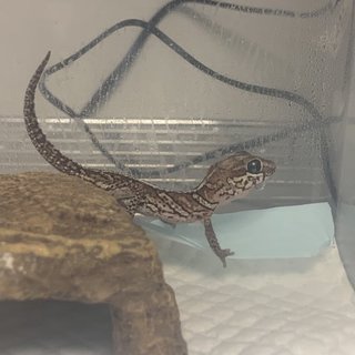 ソメワケササクレヤモリ