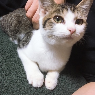 ビビリでツンデレデレな鍵しっぽキジトラ君