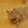 本当にありがとうございました。