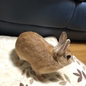 ［一旦停止］ネザーランド ドワーフ♀ 1歳