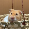 アルビノで目が赤いのでルビーちゃん♀