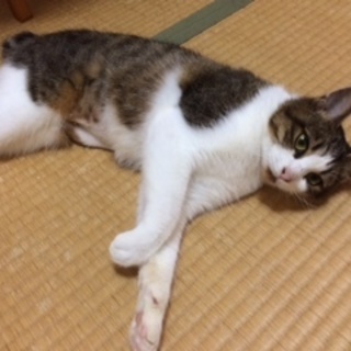 人が大好きな甘えんぼう