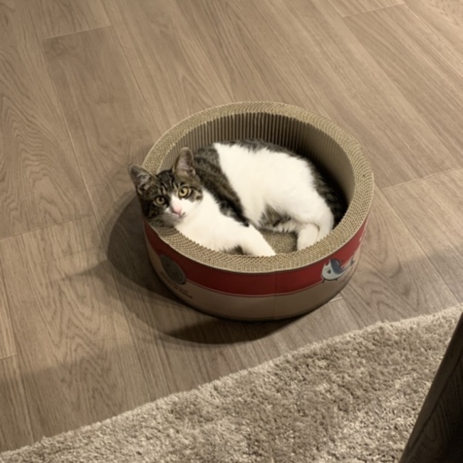 やまとんぬのカバー写真