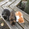 ３兄弟の子猫たち（現在、全員幸せ中）