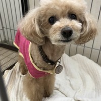 じゅじゅ(寿々)