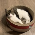 こんな猫始めて！まるで犬のような甘えん坊ぽんず君！