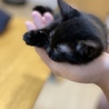 ベネ
