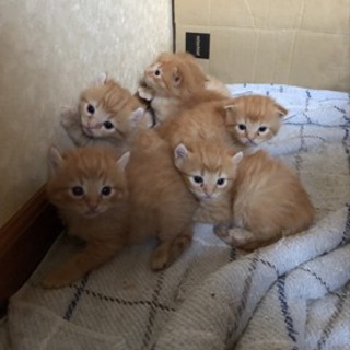 9月10日生まれキンカロー