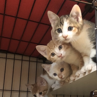 8／21生まれの子猫たち