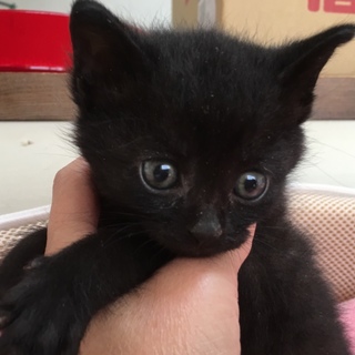 里親決定☆黒猫ミッキー君1ヶ月半