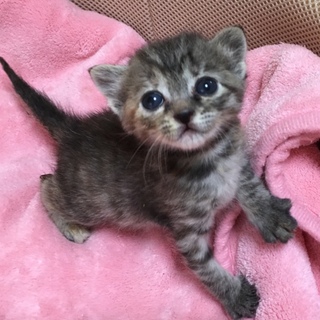 里親決定。アリスちゃん1ヶ月半