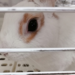 うさぎ♂お世話して下さる方よろしくお願いします。