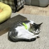 の写真