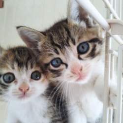 第80回　にゃん☆ぴーす犬猫譲渡会