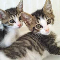 第80回　にゃん☆ぴーす犬猫譲渡会 サムネイル2