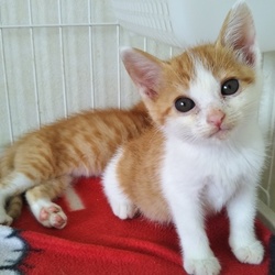 第80回　にゃん☆ぴーす犬猫譲渡会 サムネイル3