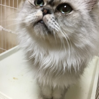 ペルシャの男の子