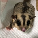 フクロモモンガ 