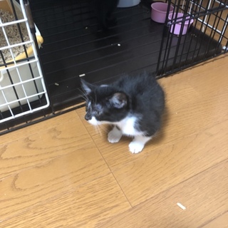 元気な7匹兄弟☆  ハチワレのクロハナ