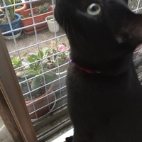 くろ