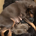 取下げ！ミニピンの子犬