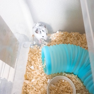 ゴルデンハムスター (4匹)