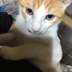 初めまして(*´꒳`*)