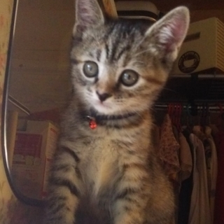 ２ヶ月のキジトラ♀、白♂、白♀の３匹