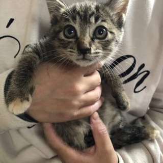 美少女キジ猫ちゃん１か月半