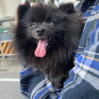 ぽん