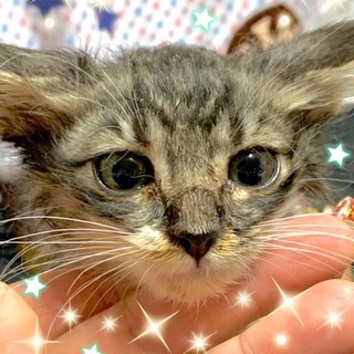 管理番号︰OSー830