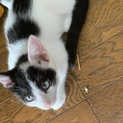 子猫の里親様募集してますm(_ _)m